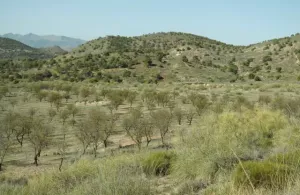 FINCA RUSTICA, SECANO Y CASAS CUEVA