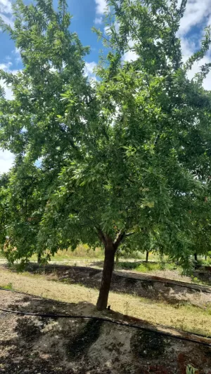 Venta 77 Ha Olivos y Almendros