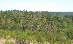 Finca  de caza mayor de 1.000 hectáreas