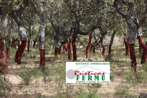 Finca ganadera y de cultivo en Ronda