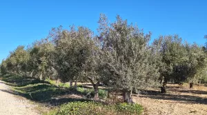 Olivar en El Carpio