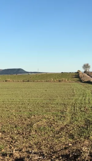 15Ha Arrendamiento Comunidad de Regantes