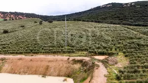En venta, olivar en superintensivo con vivien
