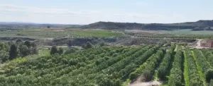 Finca Collado, Caspe - Almendro y Nogal