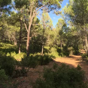 FINCA DE RECREO Y CAZA EN CUENCA - 1517