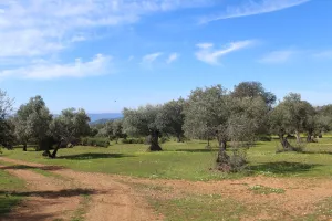 FINCA DE CAZA Y RECREO EN CORDOBA - 1487