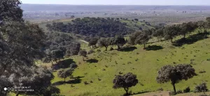 FINCA GANADERA EN JAEN - 1430