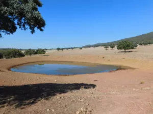 FINCA CINEGETICA EN TOLEDO - 1395