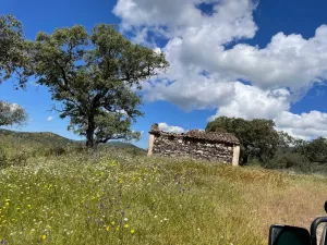 Finca 125 ha de dehesa en Palomas, Badajoz