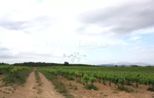 Finca de viñedo en el Penedès