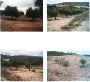 FINCA RUSTICA