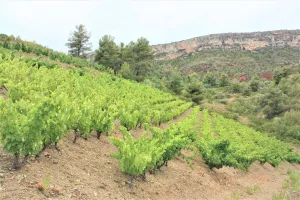 Bodega con viñedo en DO Priorat