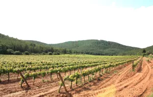 Viñedo ecológico en DO Penedès