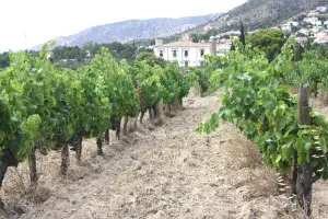 Finca con palacete, viñedo eco en Costa Brava