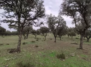 Finca ganadera