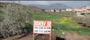 La Dehesa terreno urbano de olivar