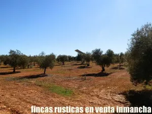 finca en venta 50 has. olivar viña riego