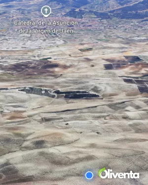 Olivar llano en producción a un paso de Jaén