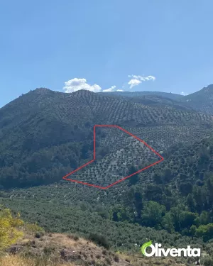 Olivar con 400 olivos en Pegalajar – Buen acc