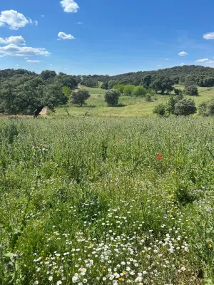 🌿 Finca en la Sierra Norte de Sevilla: 97 He