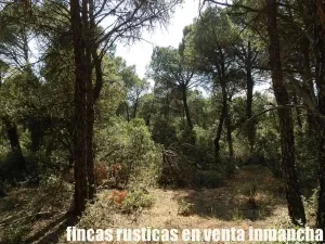finca en venta 240 has. labor pinar maderable