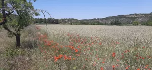 Se vende 3 parcelas agrarias de 10 ha