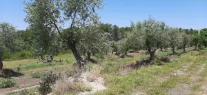 Finca agrario de 5,8 ha de en Vinaixa