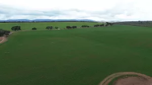 Finca de olivos, campos y cortijo en Jaén