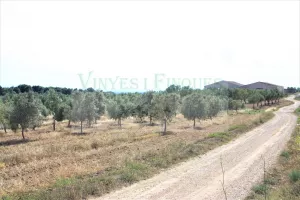 Finca de olivos con masías.