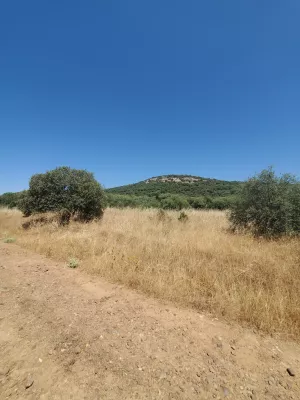 Finca de 100 Ha de Monte