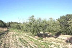 Finca con viñedo y olivos en Tarragona.