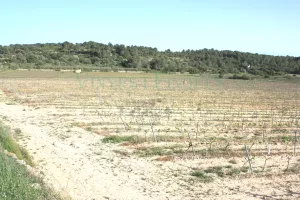 finca rustica con viñedo en Tarragona.