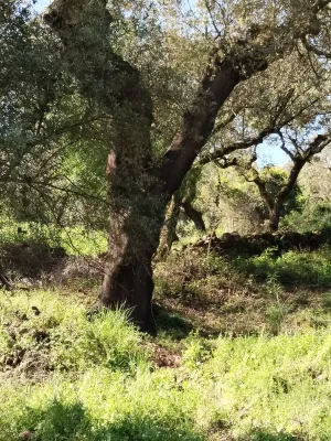Venta de dehesa