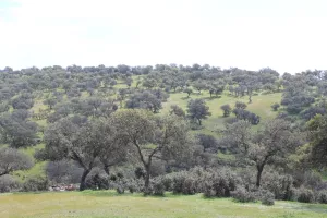 Preciosa dehesa en Jaén ref. 1524