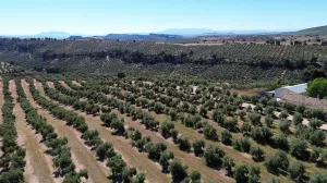 570 HRAS DE OLIVAR - POSIBILIDAD HOTEL RURAL