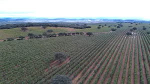 1750 HECTÁREAS DE OLIVAR - DEHESA Y GANADERA