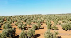 FINCA OLIVAR