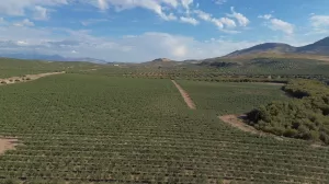OLIVAR INTENSIVO Y SUPERINTENSIVO - ALMAZARA