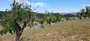 Almendro ecológico con 2 cortijos