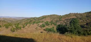 Almendro ecológico con 2 cortijos