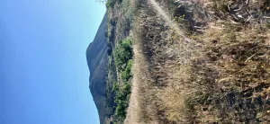 Almendro ecológico con 2 cortijos