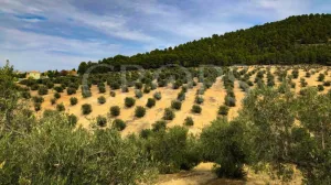 En venta olivar de regadío con cortijo y zona