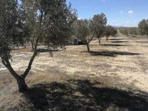 FINCA DE OLIVOS CON RIEGO POR GOTEO