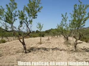 finca en venta 60 has. recreo Alicante