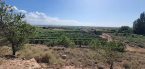 FINCA DE OLIVOS EN VENTA