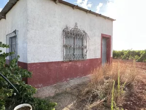 Venta de viñedo emparrado de 5.2 hectareas