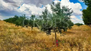 En venta olivar de regadío con almazara en To