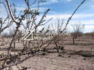 Vendo Finca de 50 Ha de Regadío en Bajo Cinca