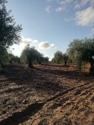 OLIVAR EN LAS FALDAS DE SIERRA DE MONTÁNCHEZ