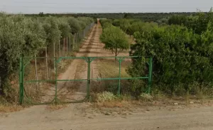 ¡OFERTA! Terreno rústico con 160 almendros